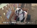 ブルドッグの飼育に必要な知識と準備