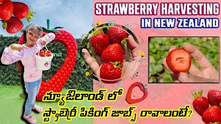 Strawberry Picking in New Zealand with Family 👨‍👩‍👧‍👦 | Work, Fun \u0026 Salary Details | Telugu Vlog 🇳🇿