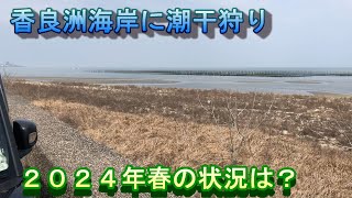 香良洲海岸潮干狩り【２０２４年】＃潮干狩り＃三重県津市＃漁業権