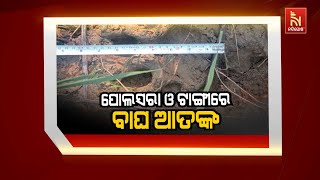 🔴 Live | ପୋଲସରା ଓ ଟାଙ୍ଗୀରେ ବାଘ ଆତଙ୍କ