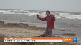 Red algae washes in a stinky start to the new year