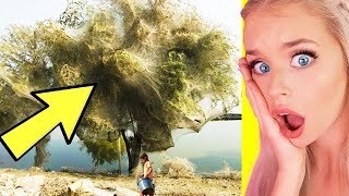 CRAZIEST Things Found in Nature !  (Azzyland, Reaction Time, Sssniperwolf, Infinite Reaction Video!)