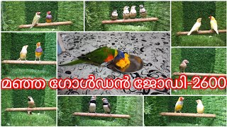 പച്ച ഗോൾഡൻ ജോഡി-2100 /birds /finches /Aviary /Golden