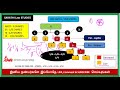 PER-CAPITA AND PER-STRIPES IN TAMIL // Family law 2 in Tamil // combined PART C QUESTION