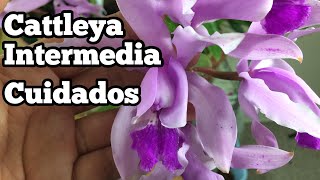 Cattleya Intermedia Caracteristicas | Ciclos de desarrollo Cattleyas