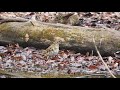 トラツグミの餌探し210118