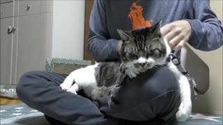 嫌な現実に直面した猫☆足に力が入らない・・ヘナヘナになっちゃう猫リキちゃん☆お出かけ準備【リキちゃんねる　猫動画】Cat video　キジトラ猫との暮らし