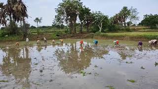 వరి నాటు వేయటం | paddy transplantation | #Moksha_Farmz | RNR paddy Natural farming | #spnf #వరినాటు