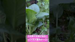 リクガメ　屋外ケージ　野菜あるのに食わない