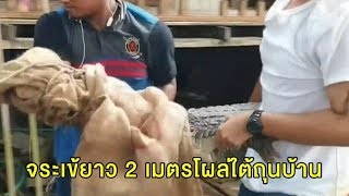 เจ้าของบ้านตะลึง 'จระเข้' ยาวกว่า 2 เมตร โผล่ใต้ถุนบ้าน