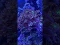 nano reef in 4k color is popping 🤯 nanoreef promax aquarium