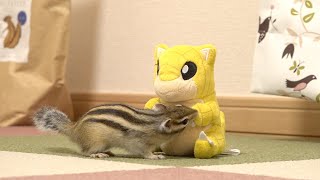 いろんなものに興味津々のシマリスまめた/Funniest Chipmunk Video #Shorts