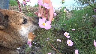 秋になりました。気持ち良くさわやかな散歩する柴犬---Autumn walk----