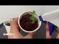 anyone can propagate roses with this simple method.