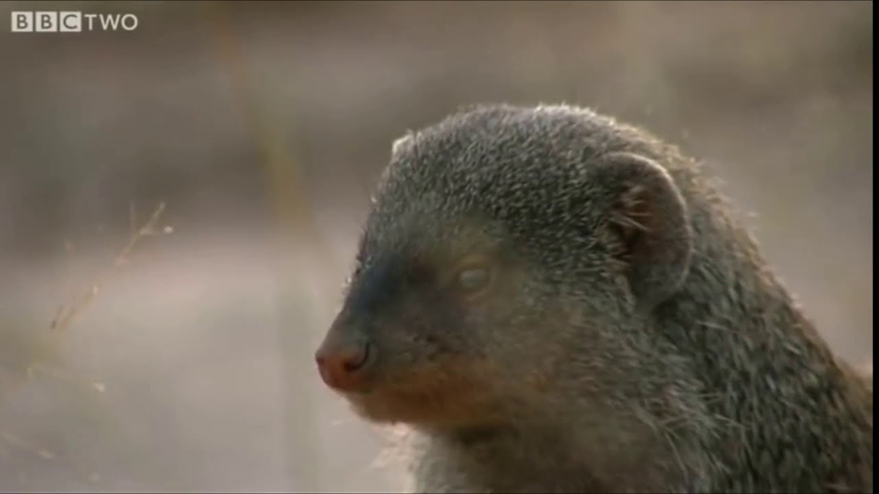 A Mongoose Youtube