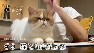 【ウフ】猫と在宅は実際こんな感じ #エキゾチックショートヘア #猫 #リモートワーク #exoticshorthair