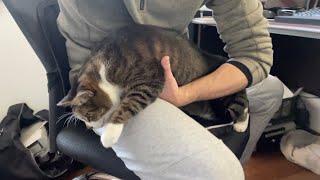 居座り続けたい猫 対 動きたい飼い主 A cat who wants to keep sitting there VS An owner who wants to move