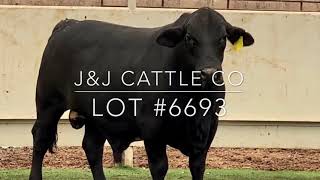 Lot #6693 Black Beefmaster Bull