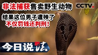 《今日说法》非法捕获售卖野生动物 结果这位男子遭殃了 不仅罚钱还判刑！ 20210430 | CCTV今日说法官方频道