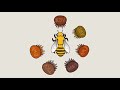 life cycle of varroa mites and their effect on honey bee colonies