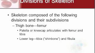 Chapter 7 - Skeletal System