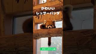 【動物園】写真を撮られるのに慣れてるかわいいレッサーパンダ【zoo】