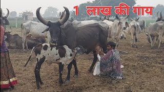 एक लाख रुपए की कांकरेज गाय #kankrejcow #desi    9928571549