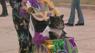 Krewe of St. Andrews ended Mardi Gras festivities with Pet Parade