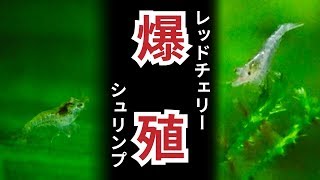 爆殖⁉ 新・レッドチェリーシュリンプ水槽【エビ水槽】#３【経過報告】