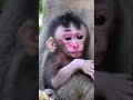 so pity trying hard to hug mom carefully babymonkey monkey monkeywild monkeylife babymonkey