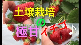 土壌栽培で育てた激甘いちご！！　いちごの里（群馬県前橋市）