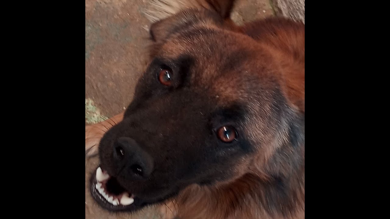 Funny Pet Videos Funniest Pets Compilation Youtube