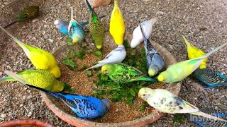 Budgie parakeet | Natural Winter food for Budgie birds