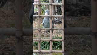 池の魚を食べるアサンテ　ハシビロコウ　上野動物園