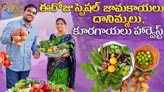 ఈరోజు హార్వెస్ట్ స్పెషల్ జామకాయలు, దానిమ్మ పండ్లు, కూరగాయలు #harvest #guava #pomegranate