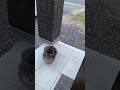 玄関を開けると… 猫 cat サバトラ shorts 野良猫