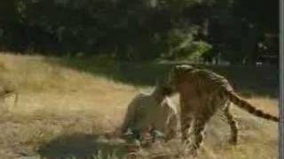 Tiger Unleashed On A Human Dummy Demo