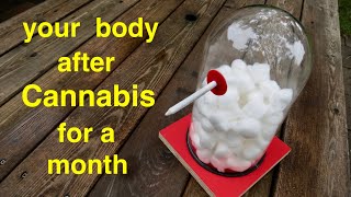 Your Body ● After Smoking Cannabis for a Month