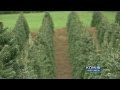 Oregon Christmas tree industry ‘tough last few years’