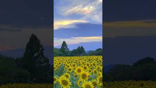 座間のひまわりと夕焼け2024/8/10 Sunset and Sunflower  field in Zama city in Kanagawa prefecture. #shorts