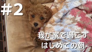 【#2】我が家で迎える初めての朝〜トイプードルとの暮らし〜