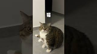 猫 万物可爱计划 帮我看下猫 记录猫咪日常 这一小坨猫谁受得了