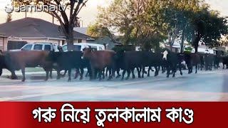 কসাইখানা থেকে পালিয়ে রাস্তায় গরুর পাল; লস এঞ্জেলসে তুলকালাম | California Cows