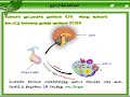 pituitary gland பிட்யூட்ட ரி சுரப்பி tamil