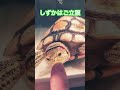 しずかはご立腹 shorts ペット ミシシッピアカミミガメ かわいい ミドリガメ turtle 爬虫類 癒し