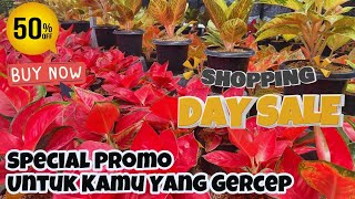 Big Promo Aglaonema!!! Ngabisin Stok Aja Jangan Sampai Kehabisan Eps 1168