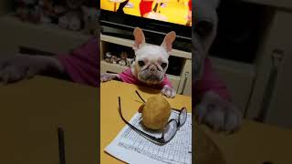 10years old cute french bulldog フレンチブルドック10歳 #1