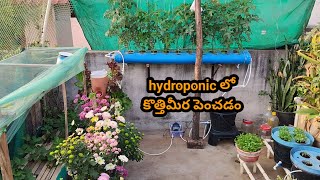 how to grow coriander in hydroponic / మట్టిలేకుండ కొత్తిమీర పెంచడం