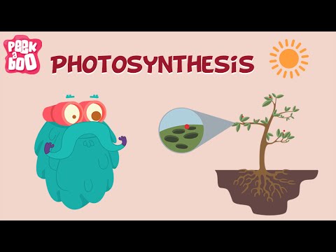 How does air help in photosynthesis?