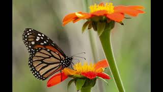 Minguito Saenz Mariposita